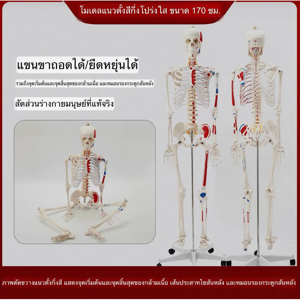 (pre order)หุ่นกายวิภาค หุ่น 170 เซนติเมตร  โมเดล มนุษย์ โครงกระดูก ขนาดเท่าคนจริง 170 cm Anatomy mo