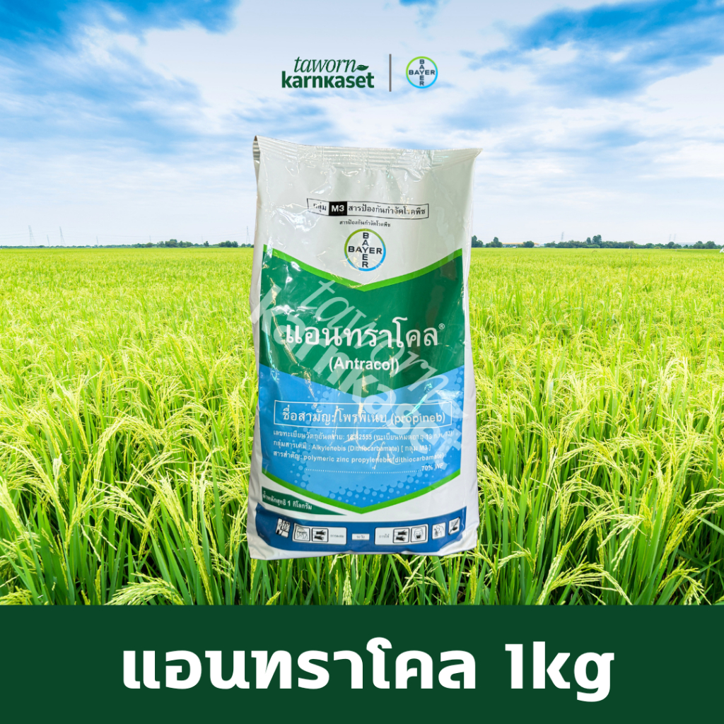 แอนทราโคล (โพรพิเนบ) ขนาด 1 kg ตรา Bayer กำจัดเชื้อรา เป็นสารป้องกันโรคใบจุดสีน้ำตาล