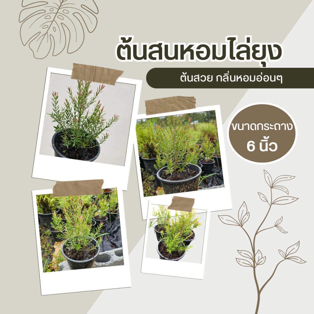 [แถมกระถาง] ต้นสนหอม ไล่ยุงขนาดกระถาง 6นิ้ว