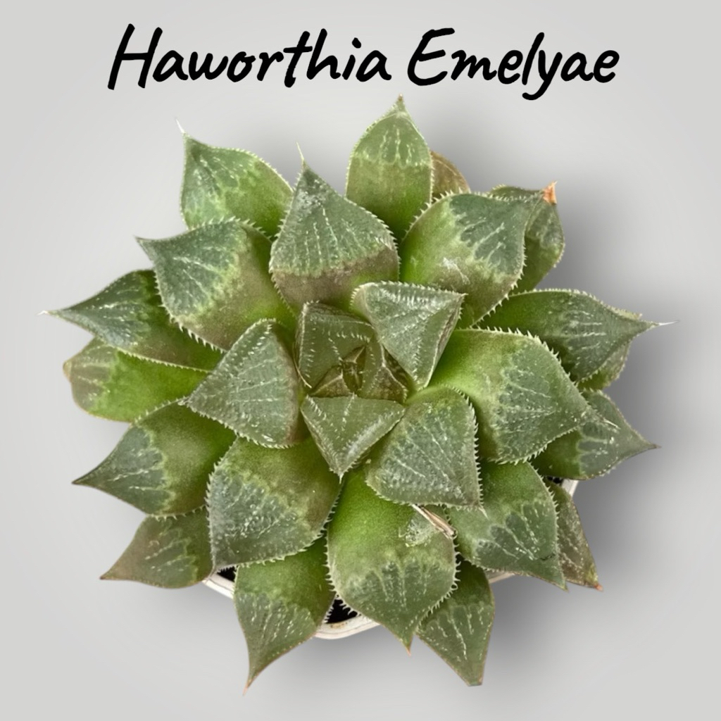 Haworthia emelyae กุหลาบหิน ไม้อวบน้ำ ขนาด 2 นิ้ว (เลี้ยงลมรำไร)