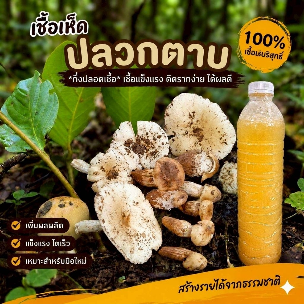 หัวเชื้อเห็ดปลวก เกิดเป็นหมู่ 600มล. | มีประสบการณ์จริง | เชื้อเข้มข้น เดินเส้นใยไว | พร้อมปลูก สูตรเฉพาะ