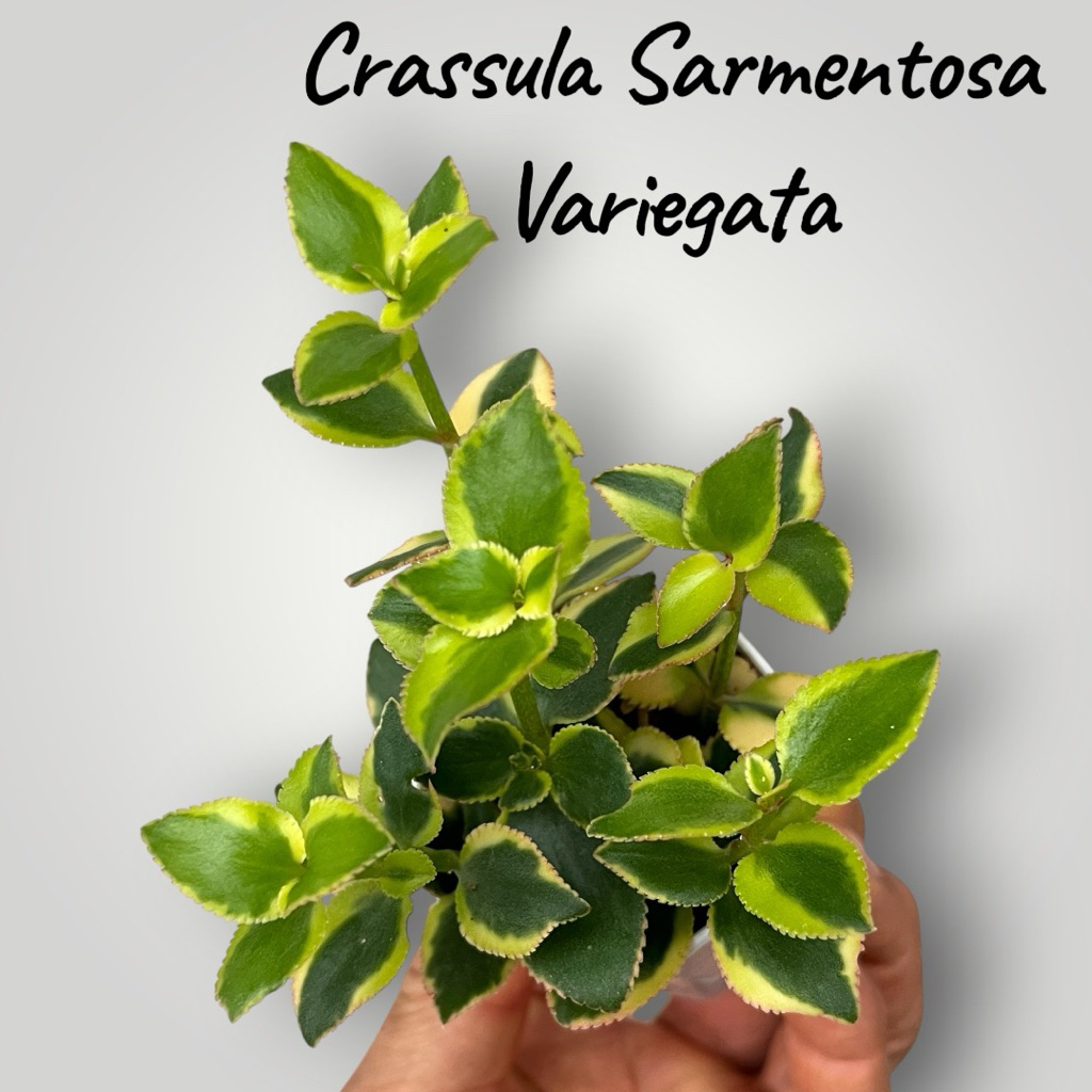 Crassula Sarmentosa variegata ไม้อวบนำ้น่ารักๆ กระถาง 2 นิ้ว