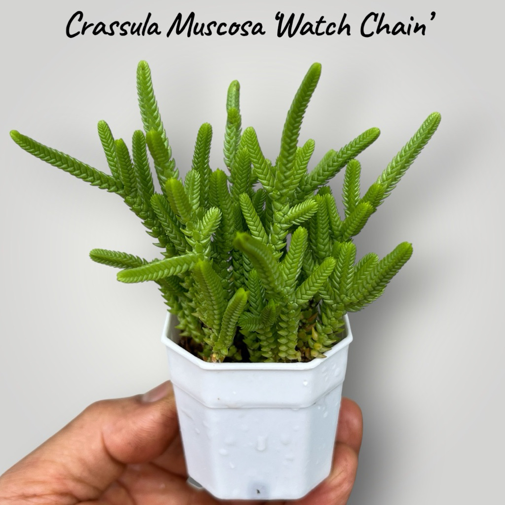 Crassula Muscosa ‘Watch Chain’  สนทราย  ครัสซูลา มัสโคซ่า ไม้อวบน้ำ กุหลาบหิน  ขนาด 2 นิ้ว