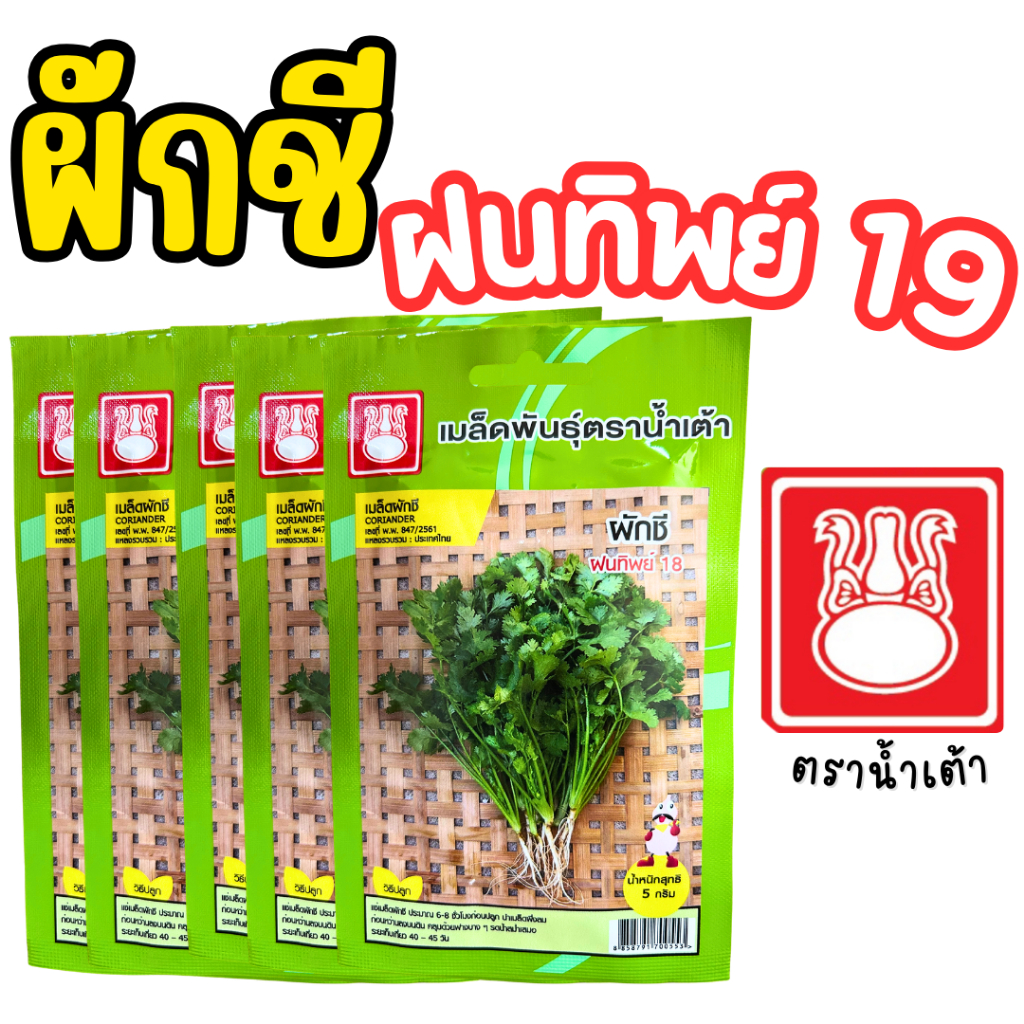 เมล็ดผักชี (ฝนทิพย์ 18) ตราน้ำเต้า เมล็ดผักชี ปลูกดิน/ไฮโดรโปนิกส์ได้ ผักชี งอกดี ต้นแข็งแรง