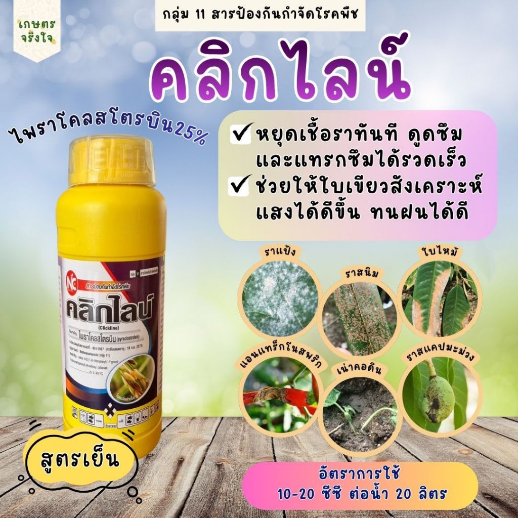 คลิกไลน์ ไพราโคลสโตรบิน25% 500ซีซี ป้องกันและกำจัดเชื้อรา ใบไหม้ ใบจุด ใบแห้ง แอนแทรคโนส ราสนิม
