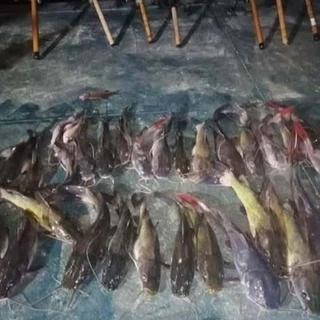 เหยื่อตกปลากด เหยื่อหมักลุงขาว สูตรดั้งเดิม 159 บาท ประมาณ 1 กิโล มีตัวเป็นโดน