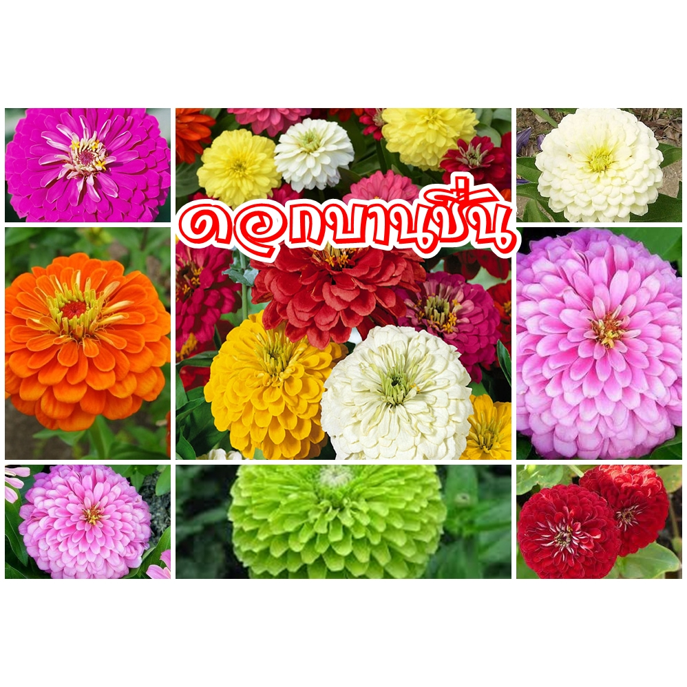 เมล็ดพันธุ์บานชื่นกลีบซ้อนคละสีจำนวน 200 เม็ด/ซอง ดอกฟูแน่น กลีบซ้อนกันสวยงาม ปลกประดับ บ้านสวน รีสร์อท ร้านอาหาร