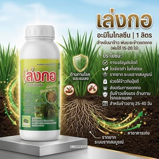 ฮอร์โมนสำหรับนาข้าว อะมิโนสาหร่ายทะเล เล่งกอ 1 ลิตร ข้าวแตกกอดี แตกรากยาว หาอาหารเก่ง ใบเขียวดำตั้งตรง ต้านโรคและแมลง