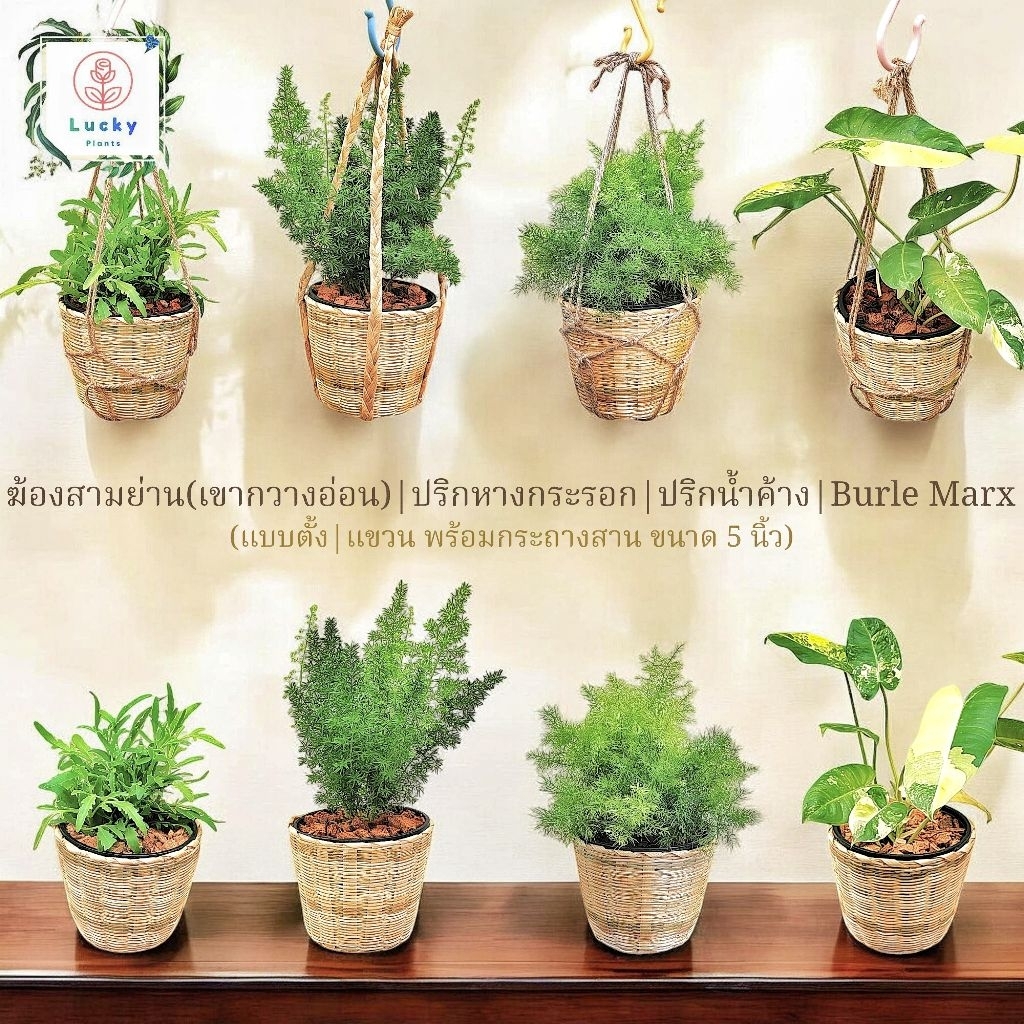 🎋ฆ้องสามย่าน/ปริกหางกระรอก/ปริกน้ำค้าง/Burle Marx พร้อมกระถางสานไม้ไผ่ขนาด 5 นิ้ว แบบตั้ง&แขวน