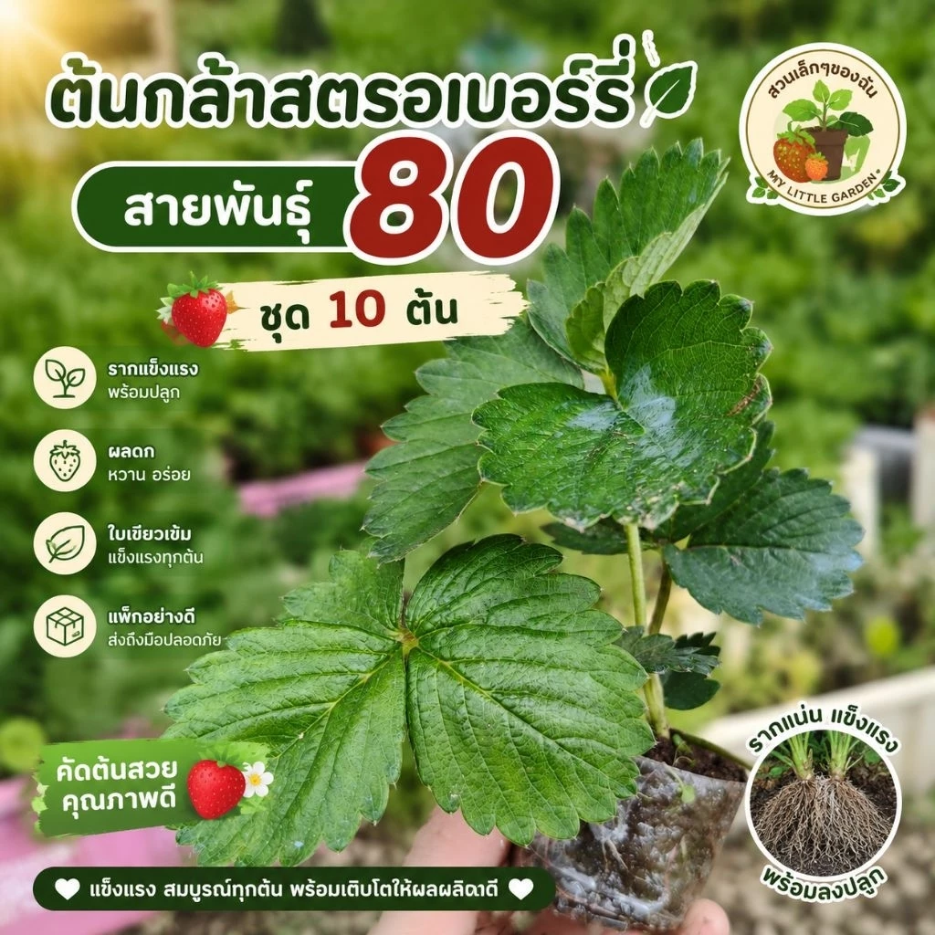 ต้นกล้าสตรอว์เบอร์รี่พันพระราชทานพันธุ์80 ชุด10ต้น 🍓🍓🍓(พร้อมส่ง)