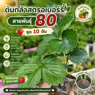 ต้นกล้าสตรอว์เบอร์รี่พันพระราชทานพันธุ์80 ชุด10ต้น 🍓🍓🍓(พร้อมส่ง)