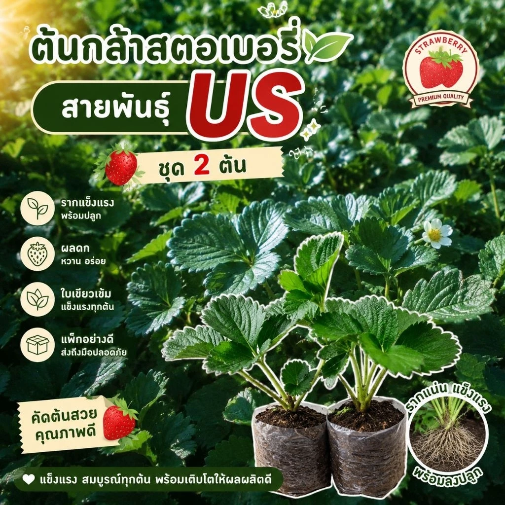 ต้นกล้าสตรอเบอรี่สายพันธุ์USหรืออเมริกาจัมโบ้ ชุด 2 ต้น