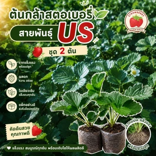 ต้นกล้าสตรอเบอรี่สายพันธุ์USหรืออเมริกาจัมโบ้ ชุด 2 ต้น