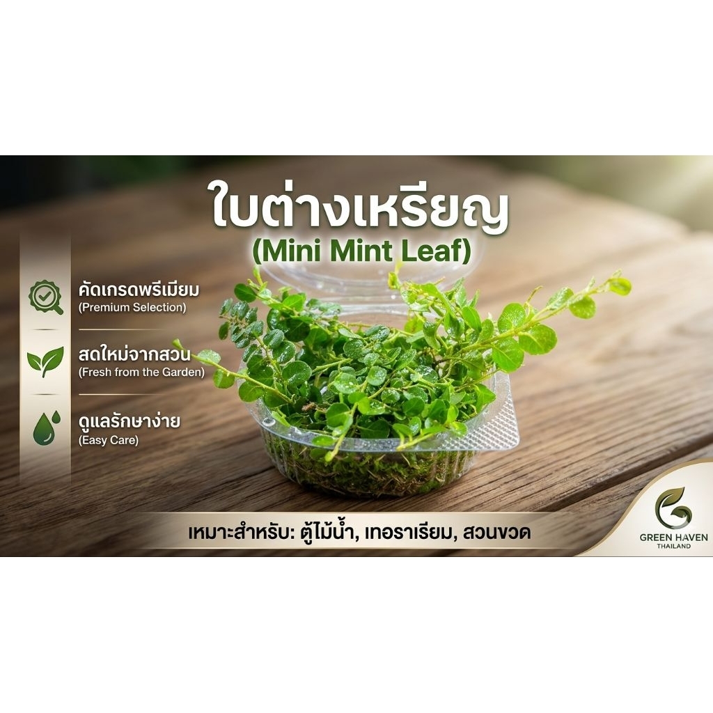 แบรนด์ ใบต่างเหรียญ (Mini Mint Leaf) สำหรับสวนเล็ก ด้วยใบมิ้นต์สด สำหรับการตกแต่งและปลูกในภาชนะแก้ว สร้างสวนเล็กในบ้าน