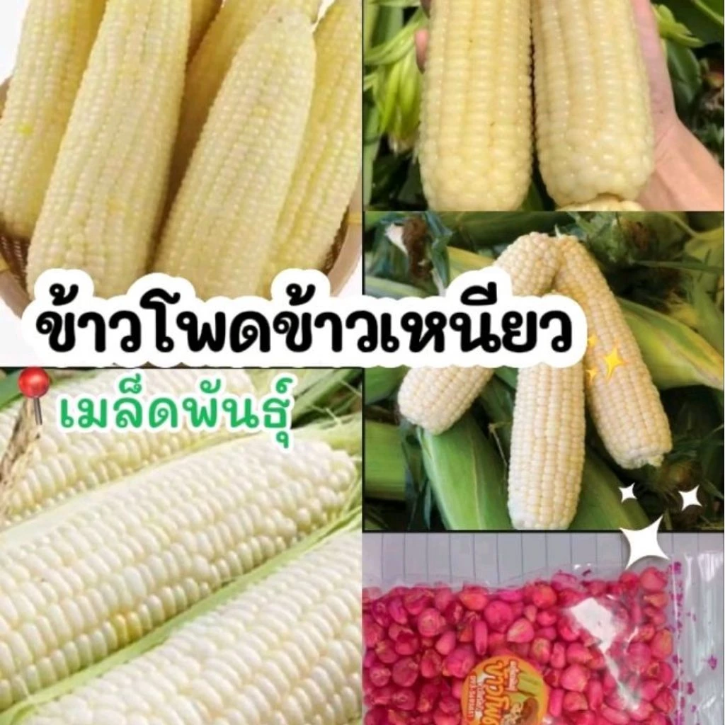 เมล็ดพันธุ์ข้าวโพดข้าวดหนียว300เมล็ด45บาทซื้อ2แถม1