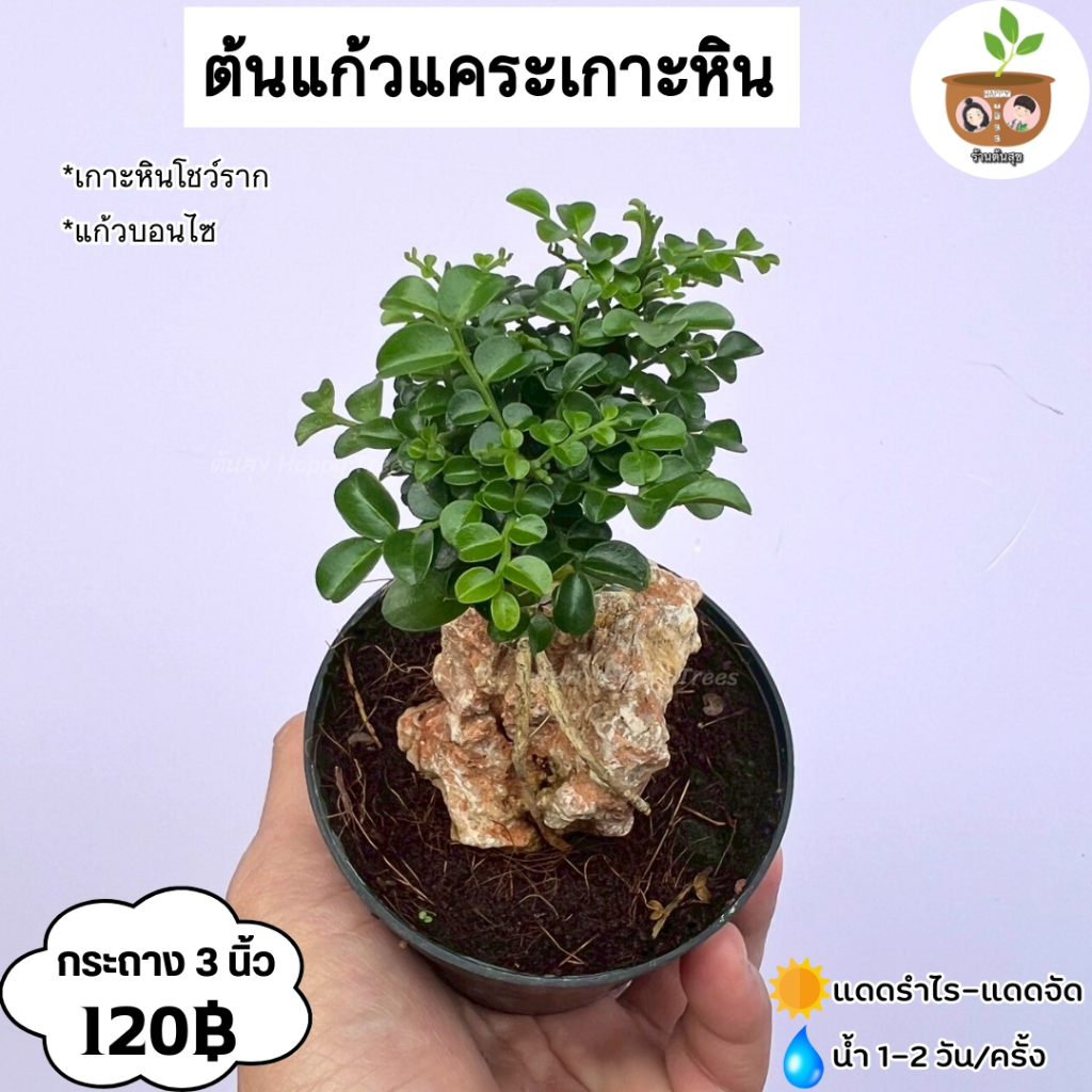 ต้นแก้วแคระเกาะหิน จัดส่งที่ 2 ต้นขึ้นไปคละแบบได้ *โปร่อ่อน*