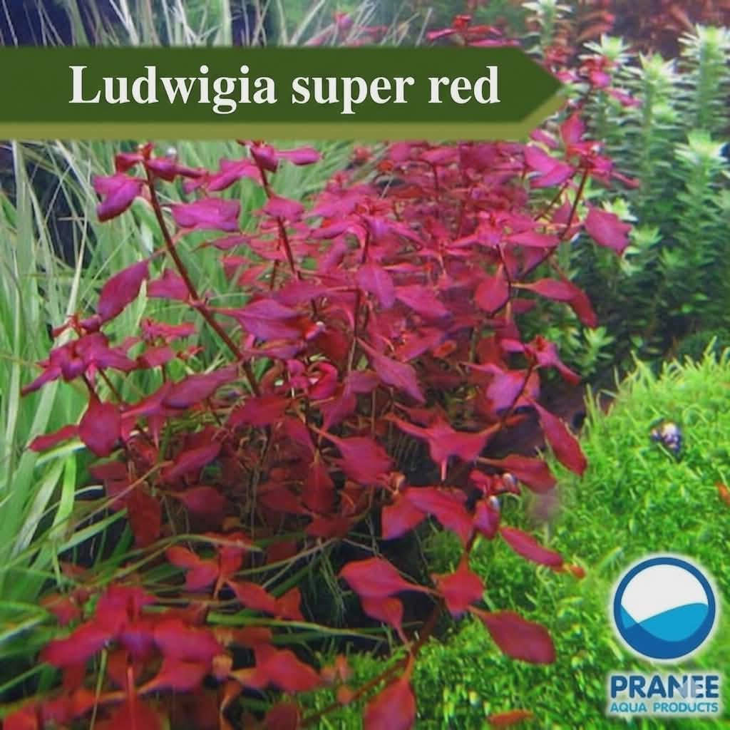 Ludwigia inclinata curly (ลัดวิเจียคูรี่) ต้นไม้น้ำพร้อมปลูก ต้นไม้น้ำตกเเต่งตุ้ปลา**กรุณาอ่านก่อนสั่งซื้อ*