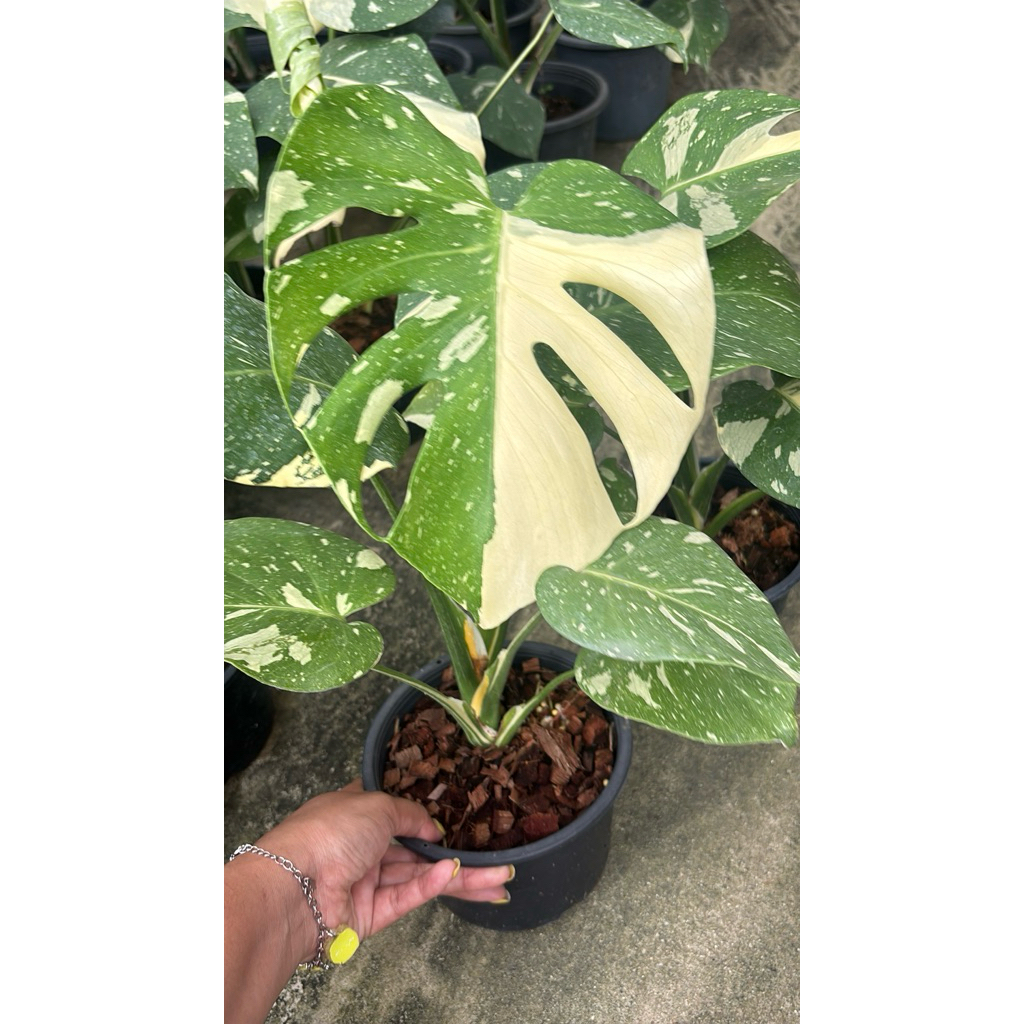 มอนสเตอร่า ไทคอน monstera thai constellation