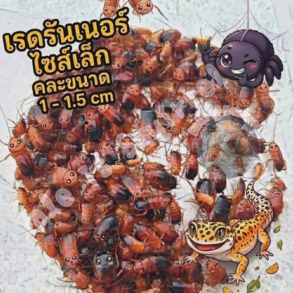เรดรันเนอร์ Red Runner Roach ไซส์เล็ก 1 - 1.5 cm.( 20 กรัม) อาหารสัตว์เลี้ยง  ให้โปรตีนและแคลเซียมสูง สด สะอาด