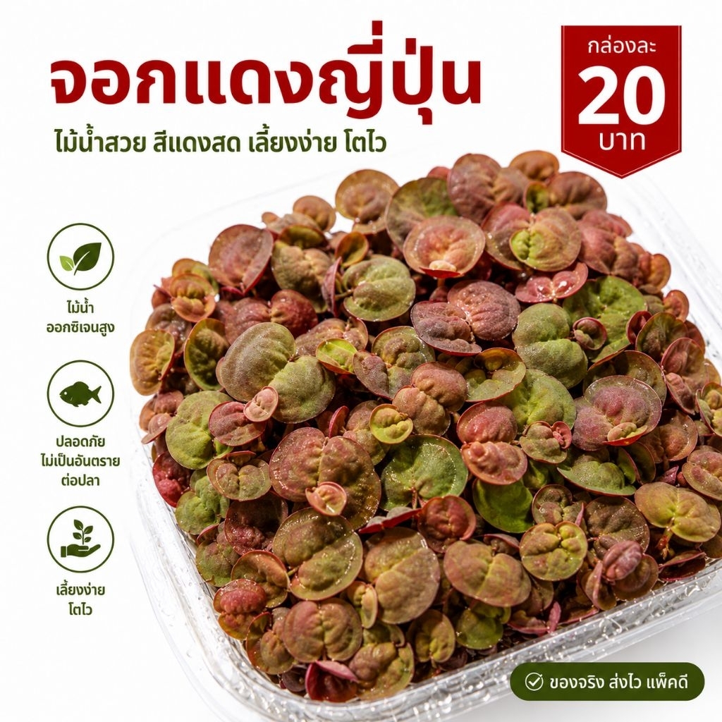 จอกแดงญี่ปุ่นกล่องละ20บาท เพิ่มอ๊อกซิเจนในน้ำ บำบัดน้ำในบ่อปลา