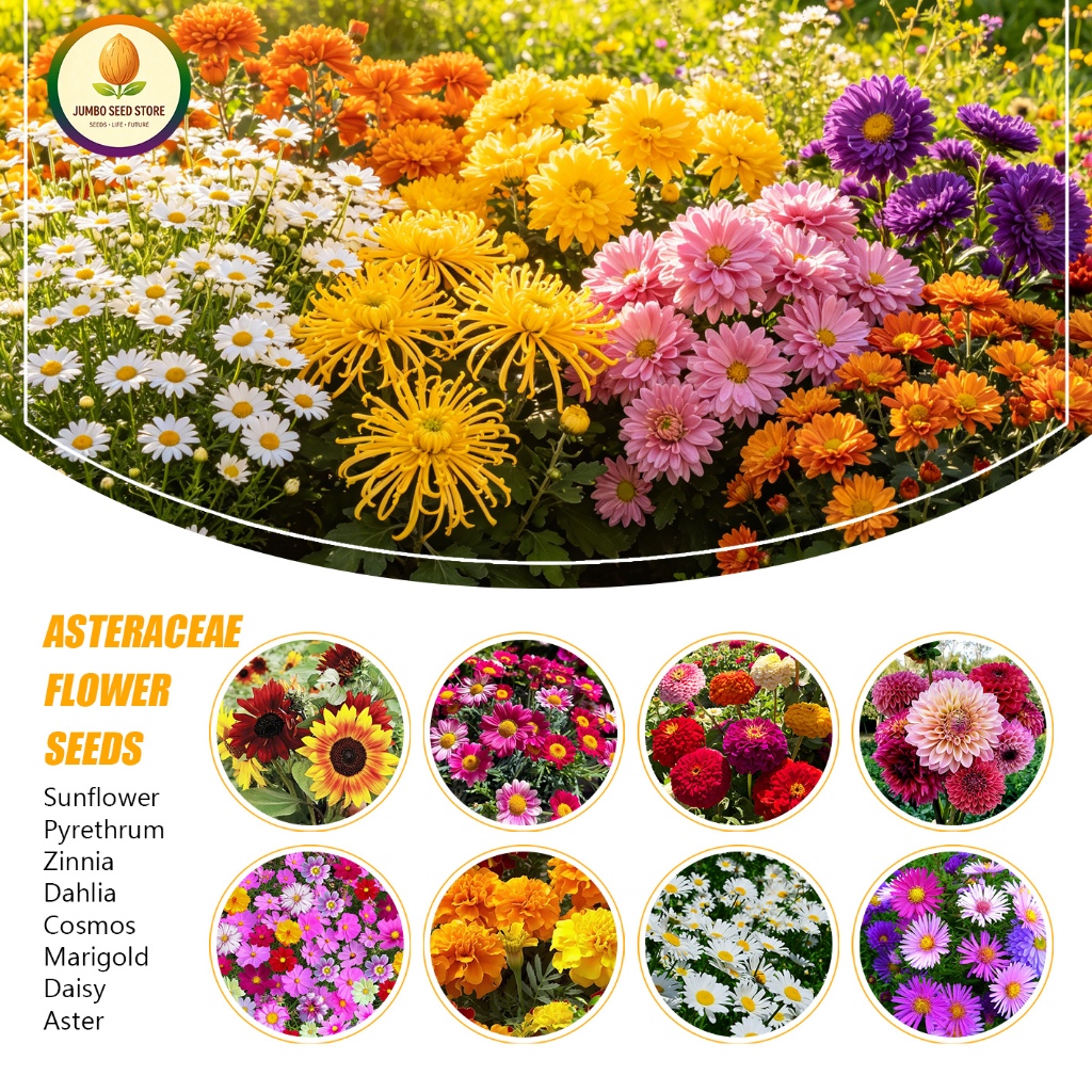 เมล็ดดอกไม้ตระกูลเบญจมาศ ทานตะวัน/ดาเลีย/บานชื่น/ดาวเรือง/เดซี่สีขาว/Asteraceae flower seeds For garden planting