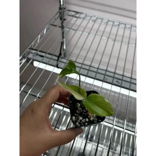 Monstera thai constellation มอสเทอร่าไทคอน กระถาง 2 นิ้ว