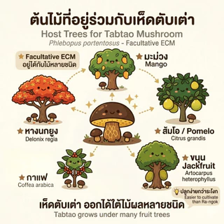 เชื้อเห็ดป่ารวม ระโงก ตับเต่า ปลวก