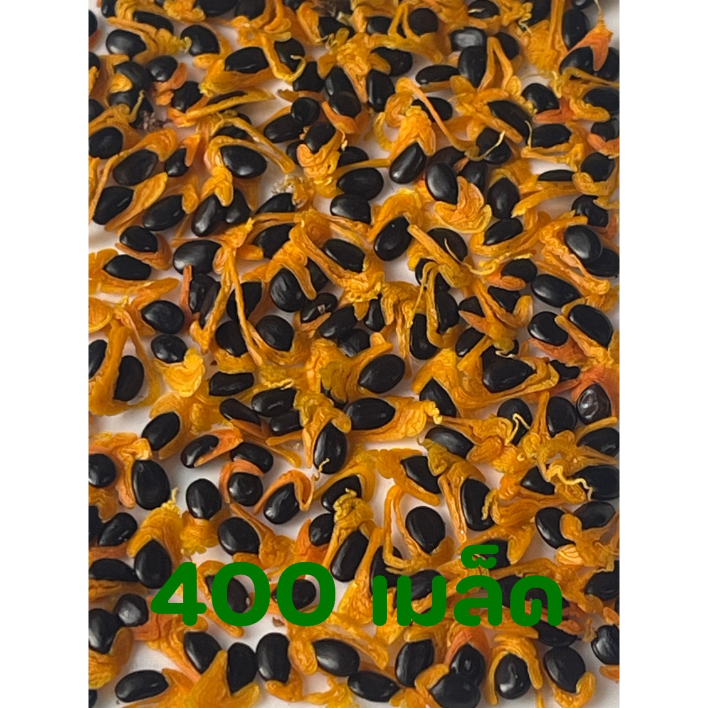 กระถินเทพณรงค์ 400 เมล็ด (Acacia auriculiformis hybrid) (เกรด A คัดมือ) ลูกผสมกระถินเทพา กับ กระถินณรงค์ (เมล็ดปี 2569)