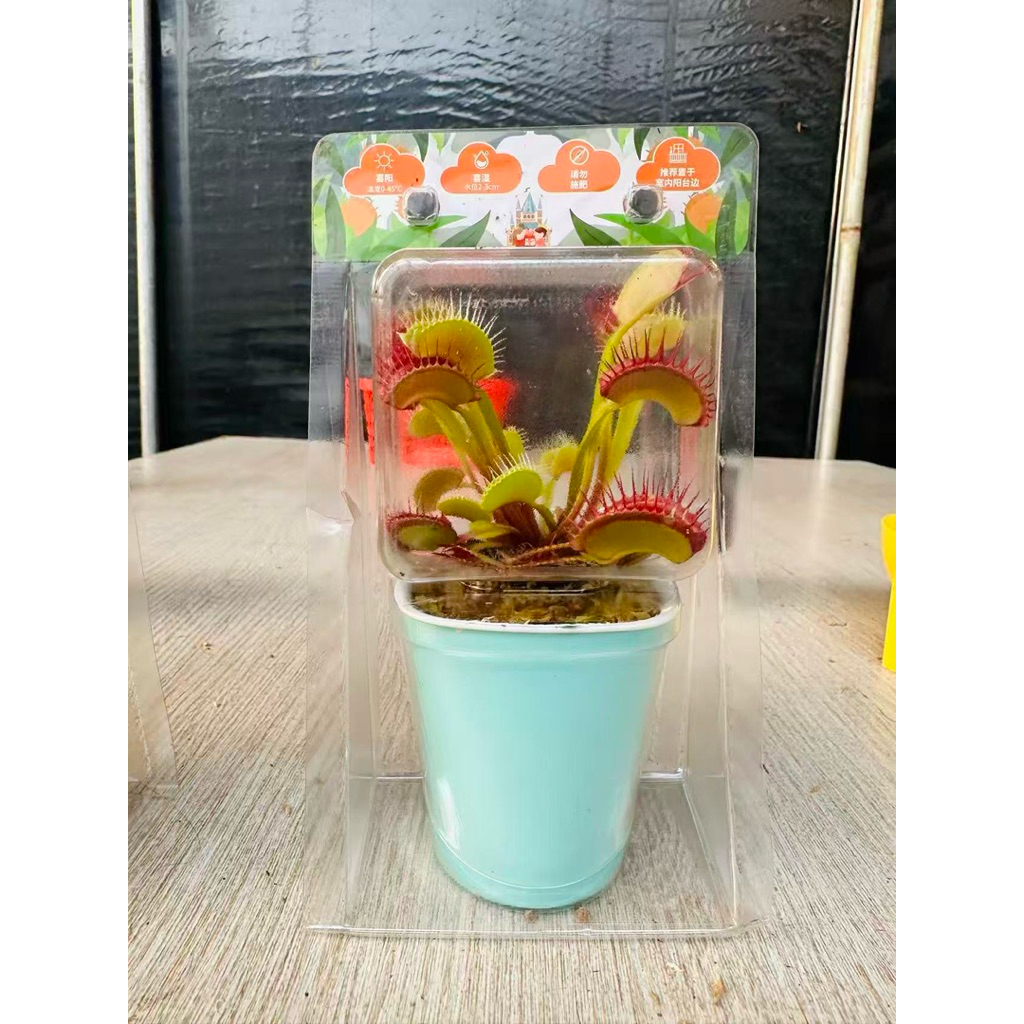 กาบหอยแครง (Dionaea muscipula) ซึ่งเป็นพืชกินแมลงที่โด่งดังมีลักษณะเด่นคือใบที่เปลี่ยนเป็นกับดักคล้ายฝาหอย
