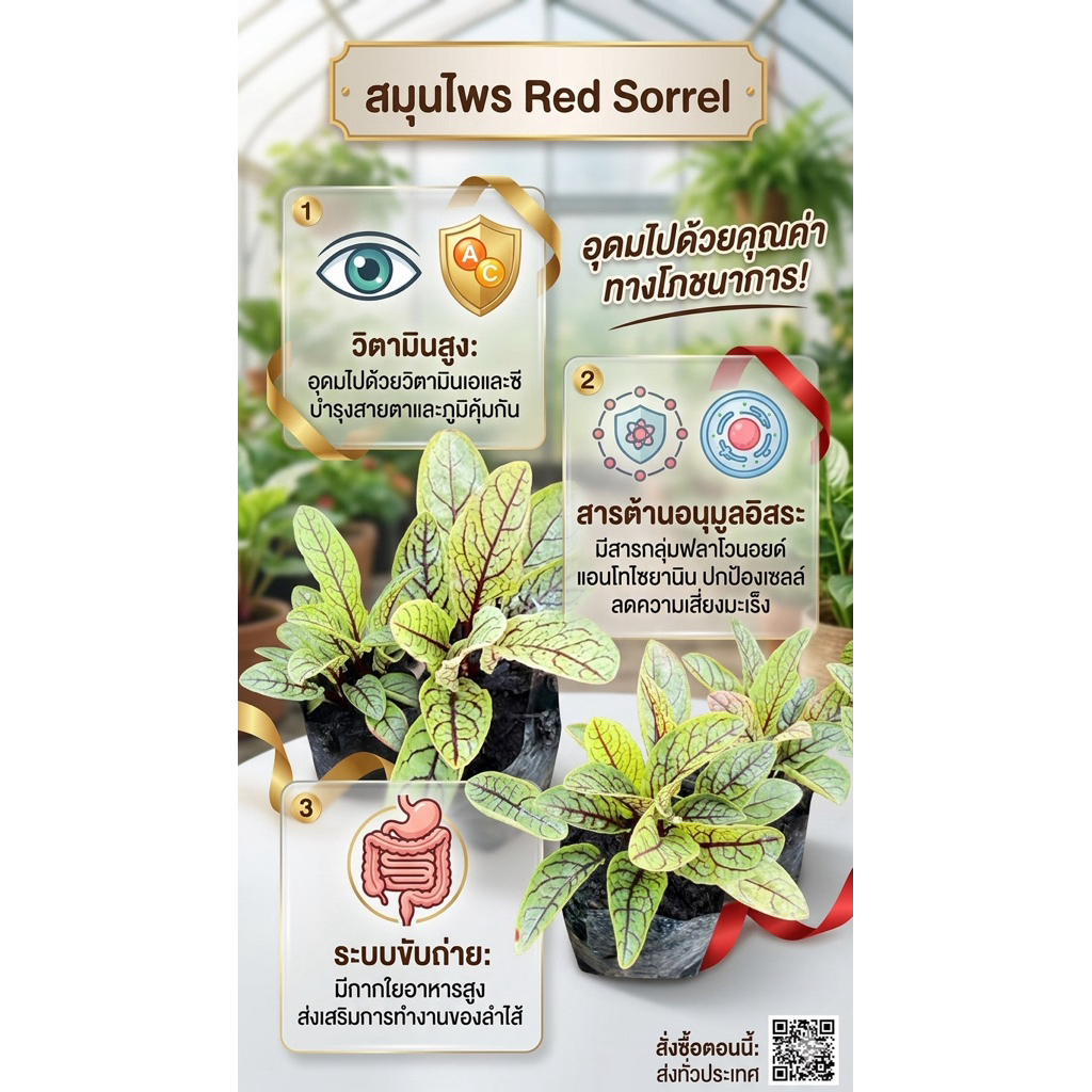 ต้นกล้าเรดซอเรลในถุงดำ2*4