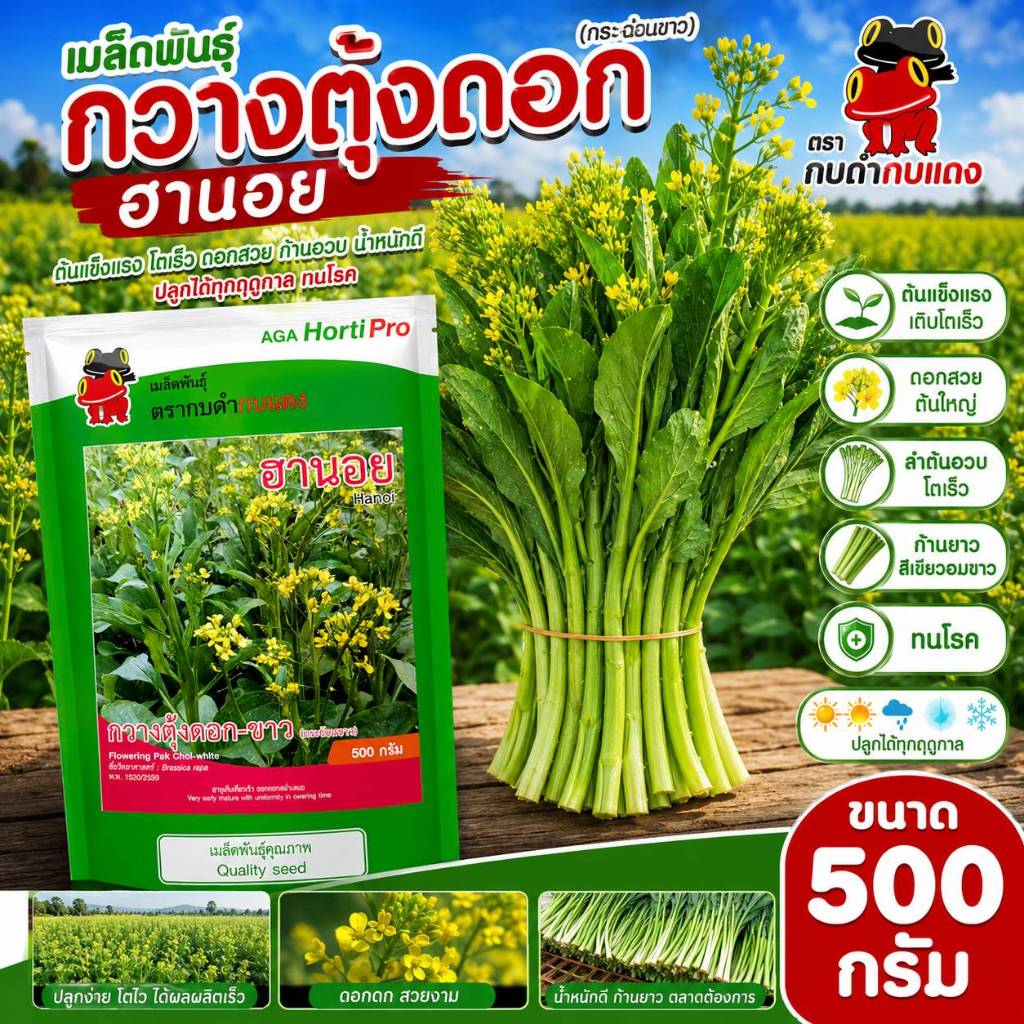 เมล็ดพันธุ์กวางตุ้งดอก ฮานอย (กบดำกบแดง) ขนาด 500 กรัม