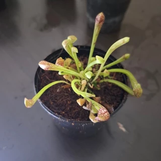 ซาราซีเนีย (สกาเล็ตเบล) พืชกินเเมลง Sarracenia 'Scarlet Belle' hybrid ( (S. leucophylla × psittacina)