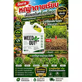 🌿 WEEDOUT กำจัดหญ้าครบวงจร ขนาด 1,000ml. ส่งฟรี ของแท้ ตัวจบทุกปัญหาหญ้ารก ช่วยให้แปลงสะอาดพร้อมสร้างผลผลิต ของเเท้