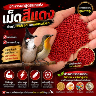 อาหารนกกรงหัวจุก นกปรอท สูตรนกแข่ง ลัคชูรี่ อึด ทน เสียงใส