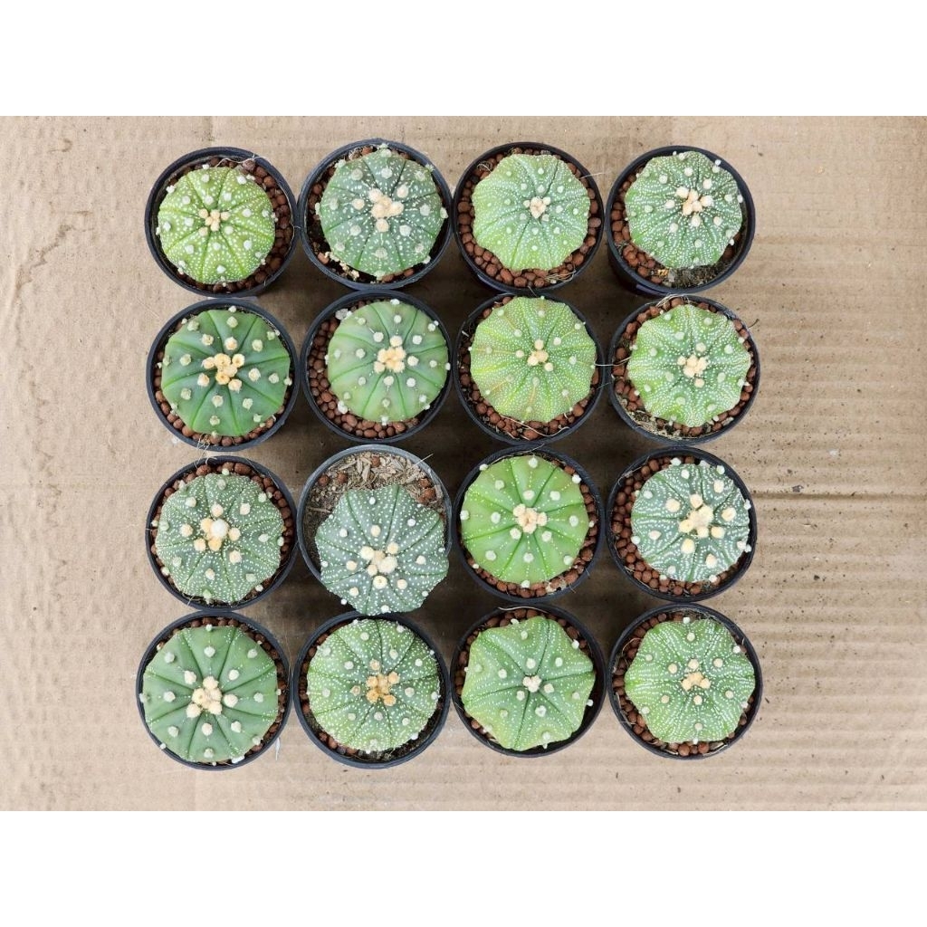 แอสโตรไฟตั้ม แอสทีเรียส astrophytum asterias