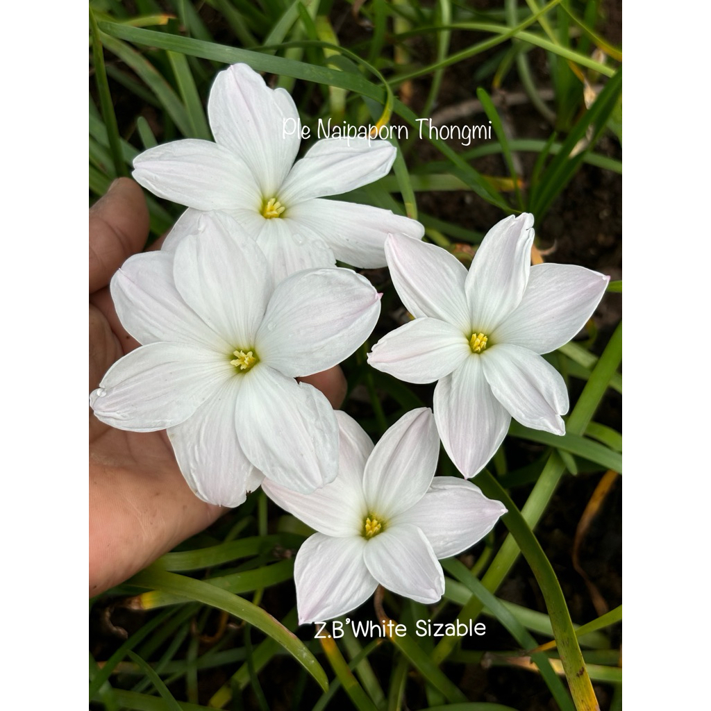 บัวดินสีขาว ชื่อ Z.B’White Sizable 3หัว50บาท