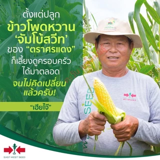 ข้าวโพดหวาน จัมโบ้สวีท เมล็ดพันธู์ ตราศรแดง บรรจุ 1กิโลกรัม
