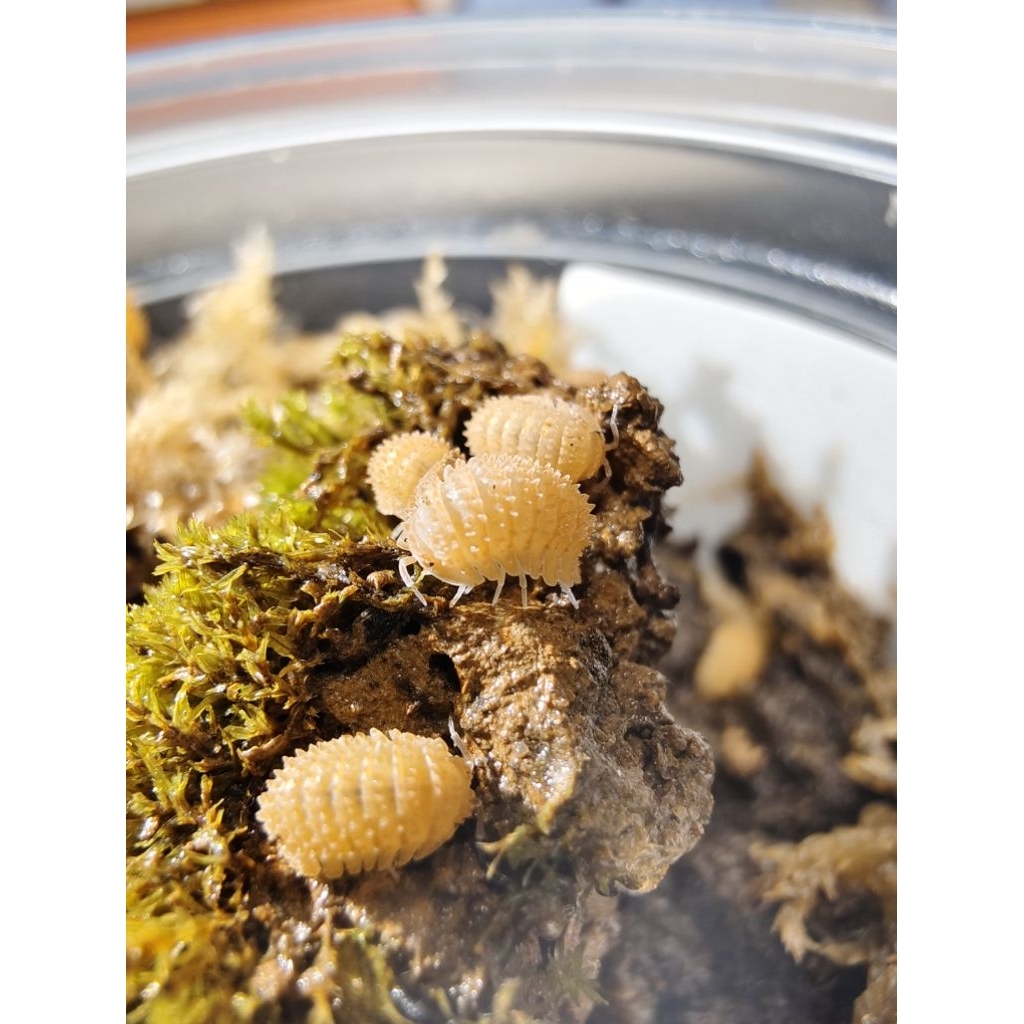 Model isopod โมเดล ไอโซพอด แบบตัว