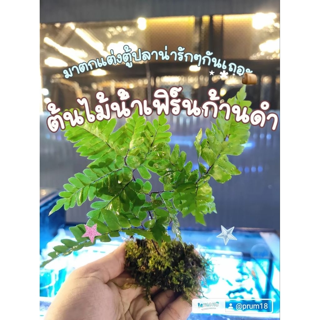 เฟิร์นก้านดำ.พันมอสน้ำตกแต่งตู้ปลาเพิ่มออกซิเจน