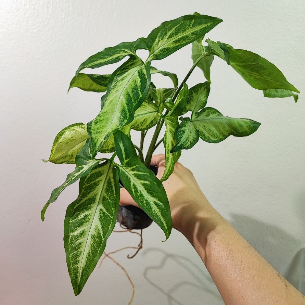 Syngonium Angustatum เลี้ยงน้ำได้เงินไหลมาใบแฉก ไม้เลื้อย ไม้สะสมตระกูลเงินไหลมา ไม้ประดับ ไม้ฟอกอากาศ ไม้มงคล