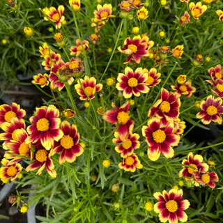 จันทร์ฉาย ดอกสีแดงเข้มน่ารัก ให้ดอกเยอะ มีดอกตลอดปี Coreopsis grandiflora 'Solar Fancy’