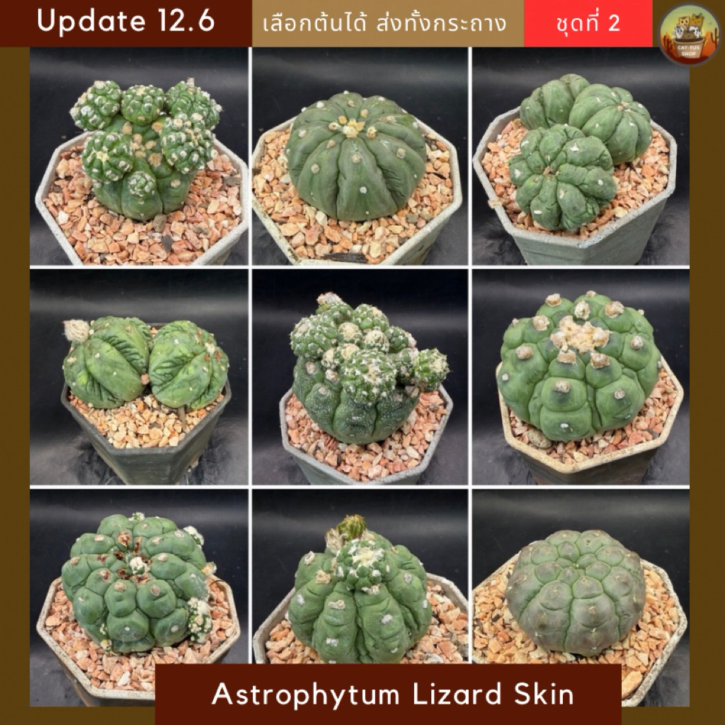 [ Update 12.6 ]ชุดที่ 2 แอสโตรลิซาร์ดสกิน Astrophytum Lizard skin ไม้เพาะเมล็ด กระถาง 3 นิ้ว กระบองเพชร Cactus