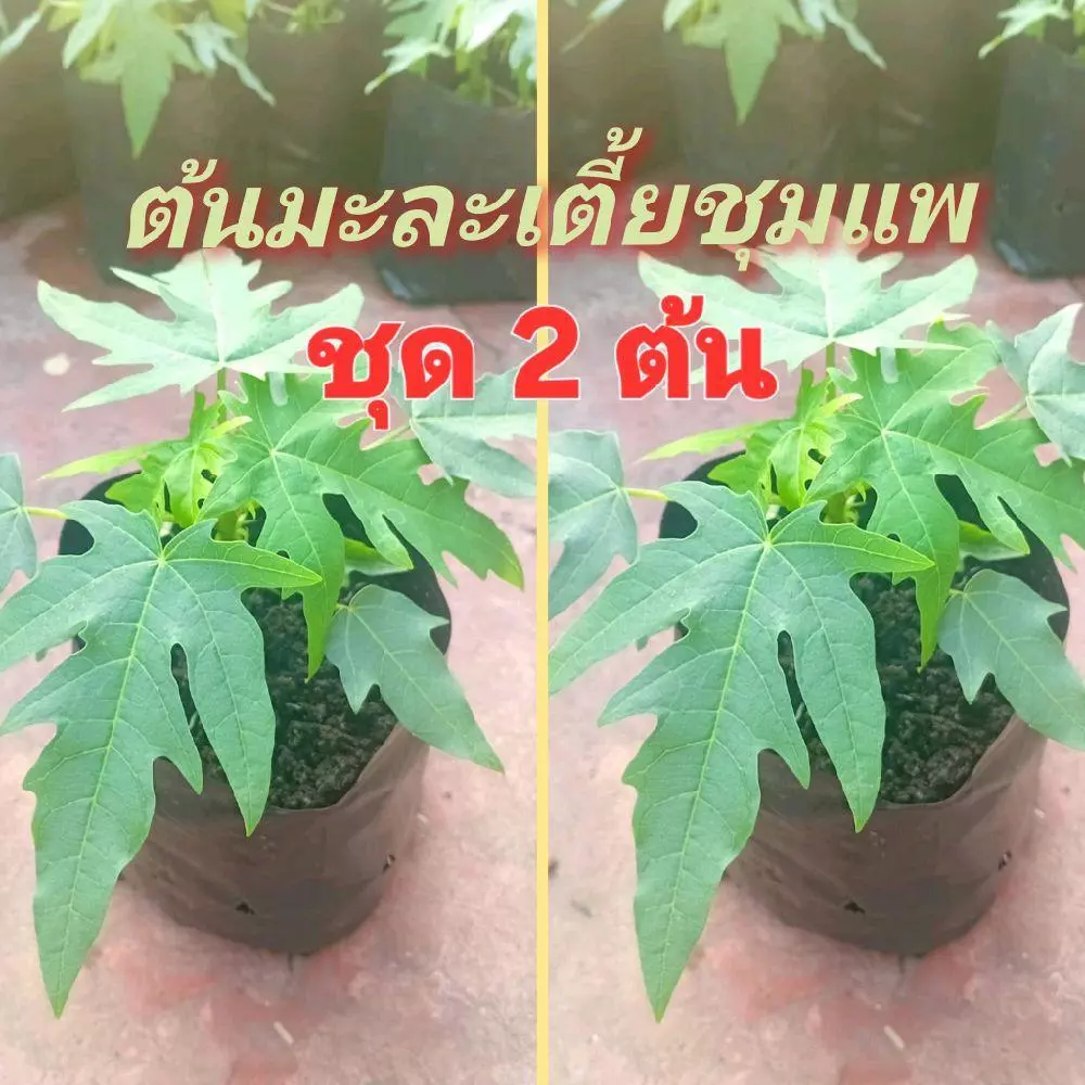 ต้นมะละกอเตี้ยชุมแพเพาะเมล็ดถุงดำพร้อมปลูก ผลสุกมีรสหวาน (ชุด 2 ต้น)