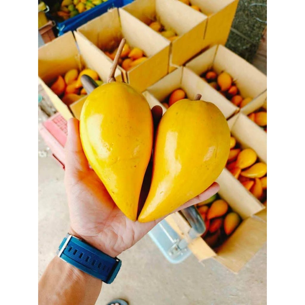 เซียนท้อ/ม่อนไข่ กล่อง 2 โล