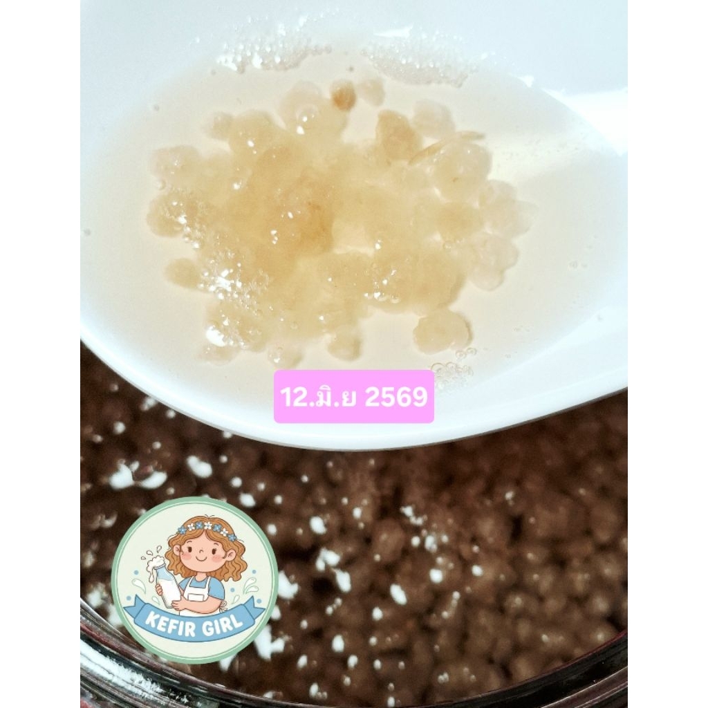 ส่งทุกวัน Water Kefir grains 20g (Tibicos grains) เม็ดคีเฟอร์น้ำ