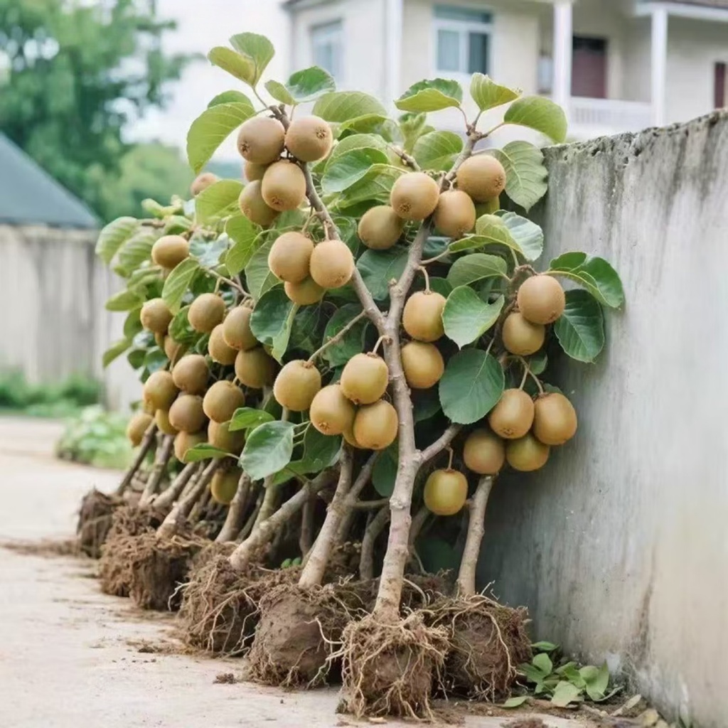 เมล็ดพันธุ์กีวี่ 300-400 เมล็ด fruit seeds Kiwi Seeds for Planting