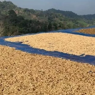 เมล็ดกาแฟคั่วใหม่( Arabica100%เกรดA)คั่วกลาง-กลางค่อนเข้ม ปางขอน #หอมกลมกล่อมสดชื่น
