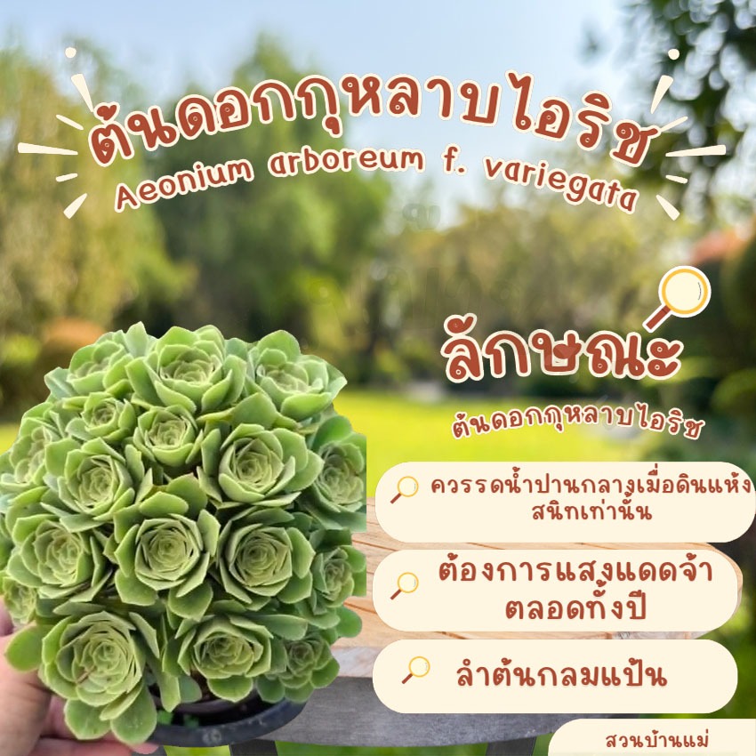 ต้นดอกกุหลาบไอริช ต้นไม้อวบน้ำ เอโอเนียม - Aeonium arboreum, aeoniumดอกกุหลาบไอริชเลี้ยงง่าย โตเร็ว