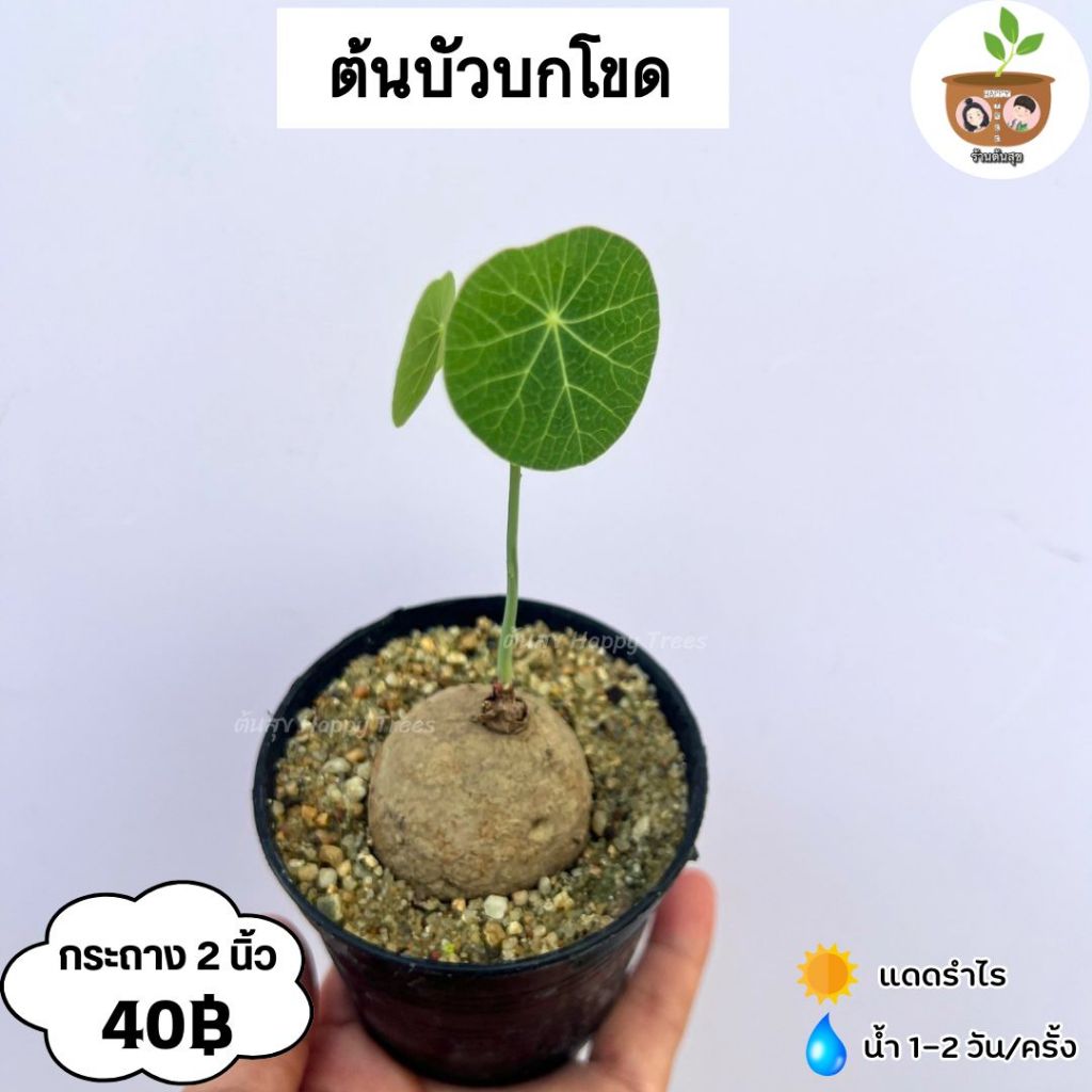 ต้นบัวบกโขด จัดส่ง 2 ต้นขึ้นไปคละแบบต้นไหนก็ได
