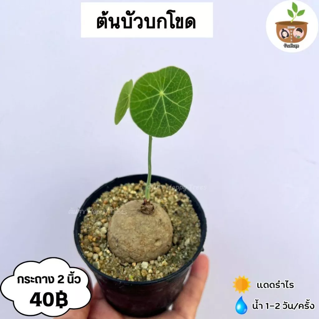 ต้นบัวบกโขด จัดส่ง 2 ต้นขึ้นไปคละแบบต้นไหนก็ได